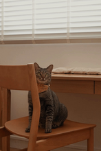 Load image into Gallery viewer, Oliver Hills Cat Collar Basic / Bandana Collar