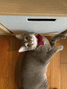 Wine Red Pillow Bow Collar